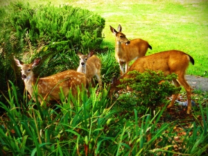 Deer in Brookings Oregon