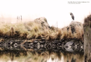 Great Blue Heron in Northern California. - Photographer: Rafael Escalios.