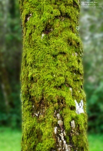Tree Trunk with Moss. - Photographer: Rafael Escalios.