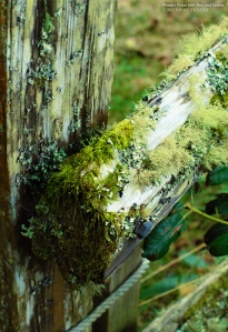 Wooden Fence with Moss and Lichen. - Photographer: Rafael Escalios.