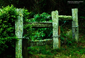 Wooden Fence with Moss and Lichen. - Photographer: Rafael Escalios.