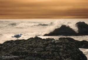 Seagull standing on rocks.