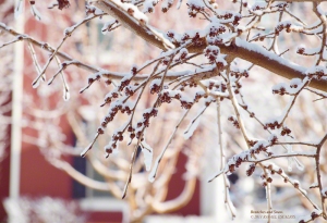 Twigs and Snow in South Jordan, Utah. - Photographer: Rafael Escalios.