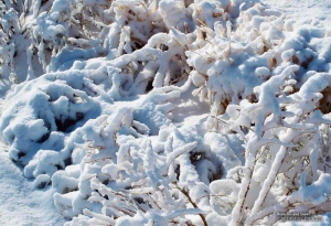 Bushes and Snow in South Jordan, Utah. - Photographer: Rafael Escalios.