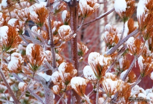 Branches and Snow in South Jordan, Utah. - Photographer: Rafael Escalios.