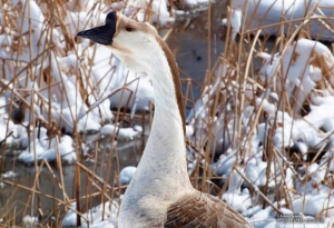Chinese Goose in Oquirrh Lake, Utah. - Photographer: Rafael Escalios.
