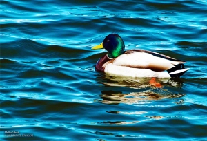 Male Mallard Duck in Oquirrh Lake, Utah. - Photographer: Rafael Escalios.