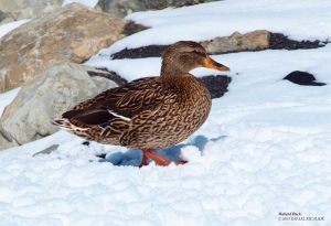 Female Mallard Duck in Oquirrh Lake, Utah. - Photographer: Rafael Escalios.