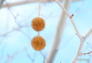 Fruits of the Sycamore tree in Oquirrh Mountain, Utah. - Photographer: Rafael Escalios.