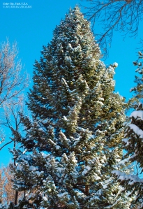 Pine Tree in Cedar City, Utah. - Photographer: Rafael Escalios.