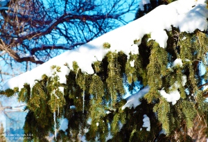 Pine Tree Braches covered with snow. - Photographer: Rafael Escalios.
